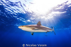 Caribbean reef shark under the surface, shoot in nassau, ... by Nicolas Voisin 